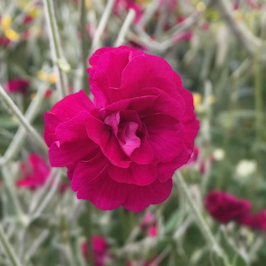 Lychnis coronaria 'Gardeners' World'