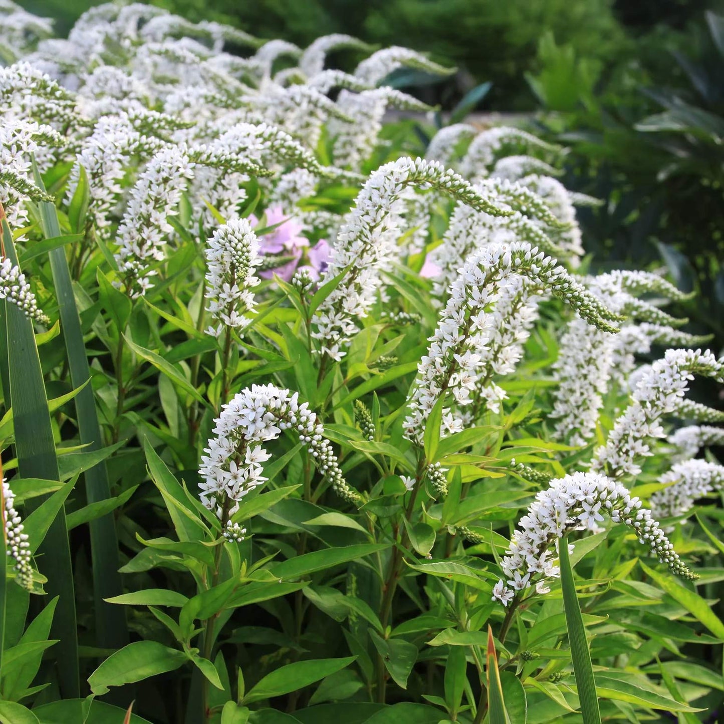 Lysimachia clethroides