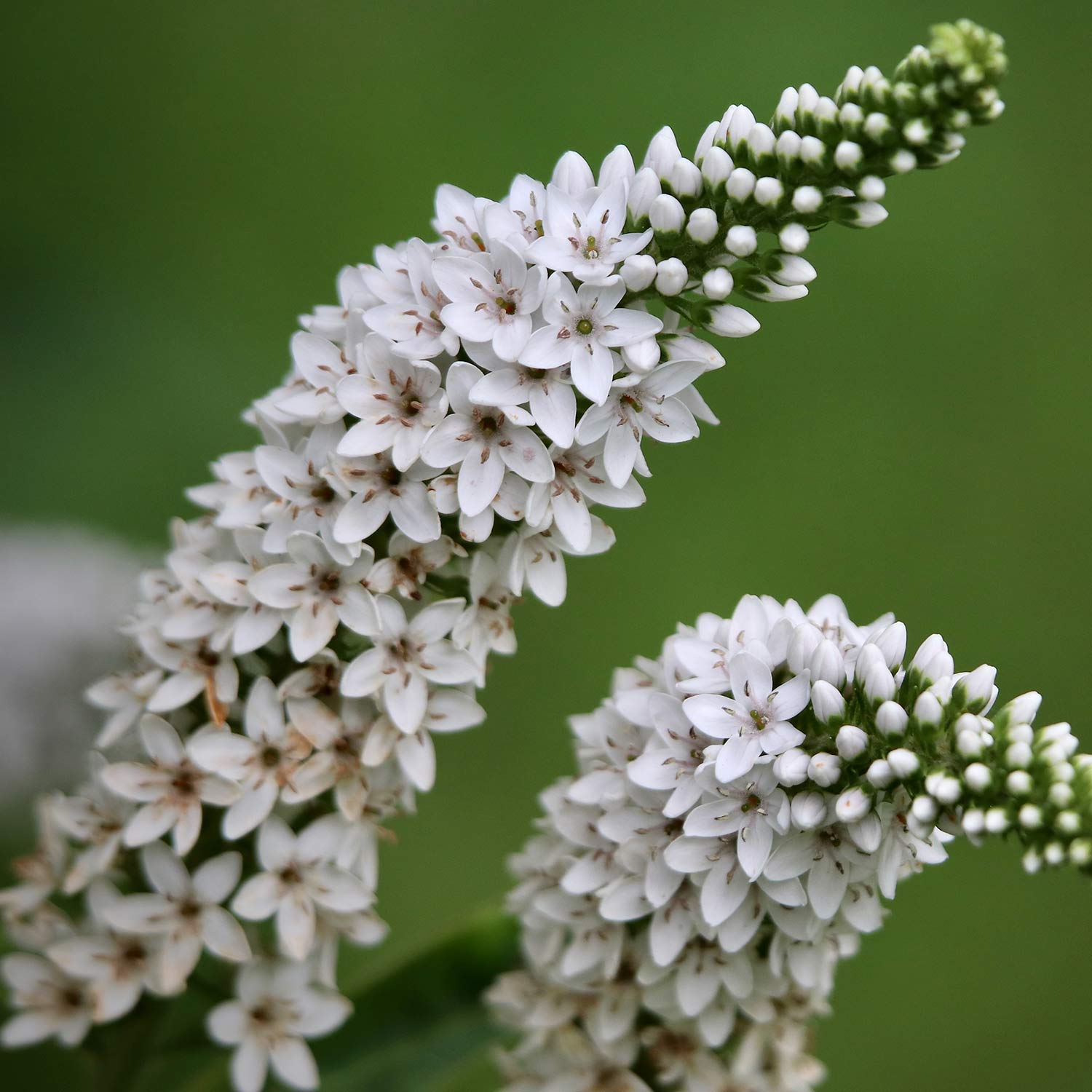 Lysimachia clethroides