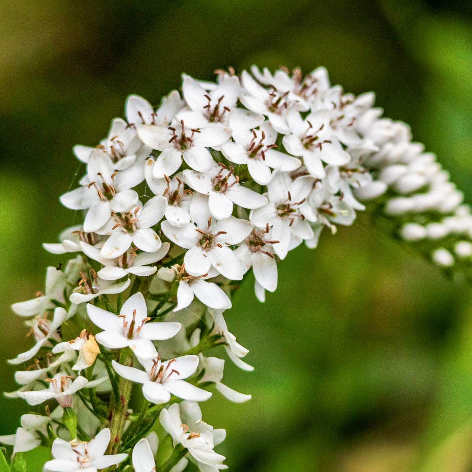 Lysimachia clethroides