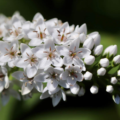 Lysimachia clethroides