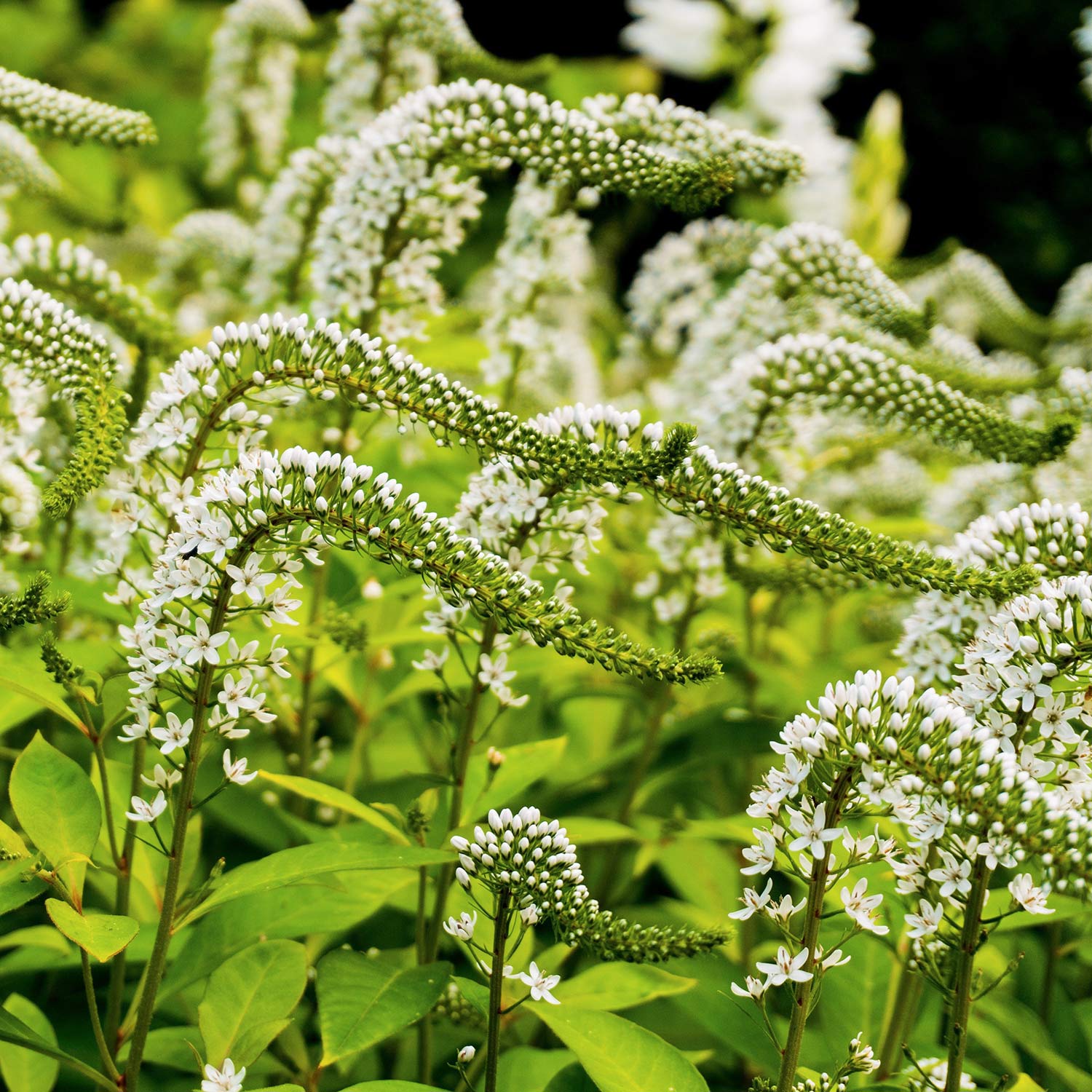 Lysimachia clethroides