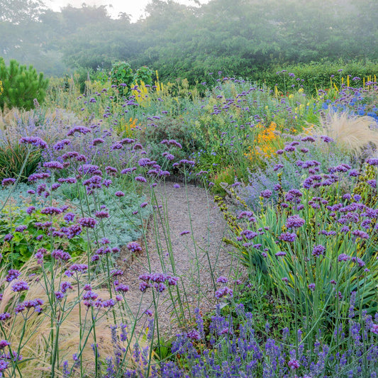 Mediterranean Garden Collection