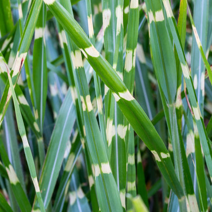 Miscanthus sinensis 'Little Zebra'