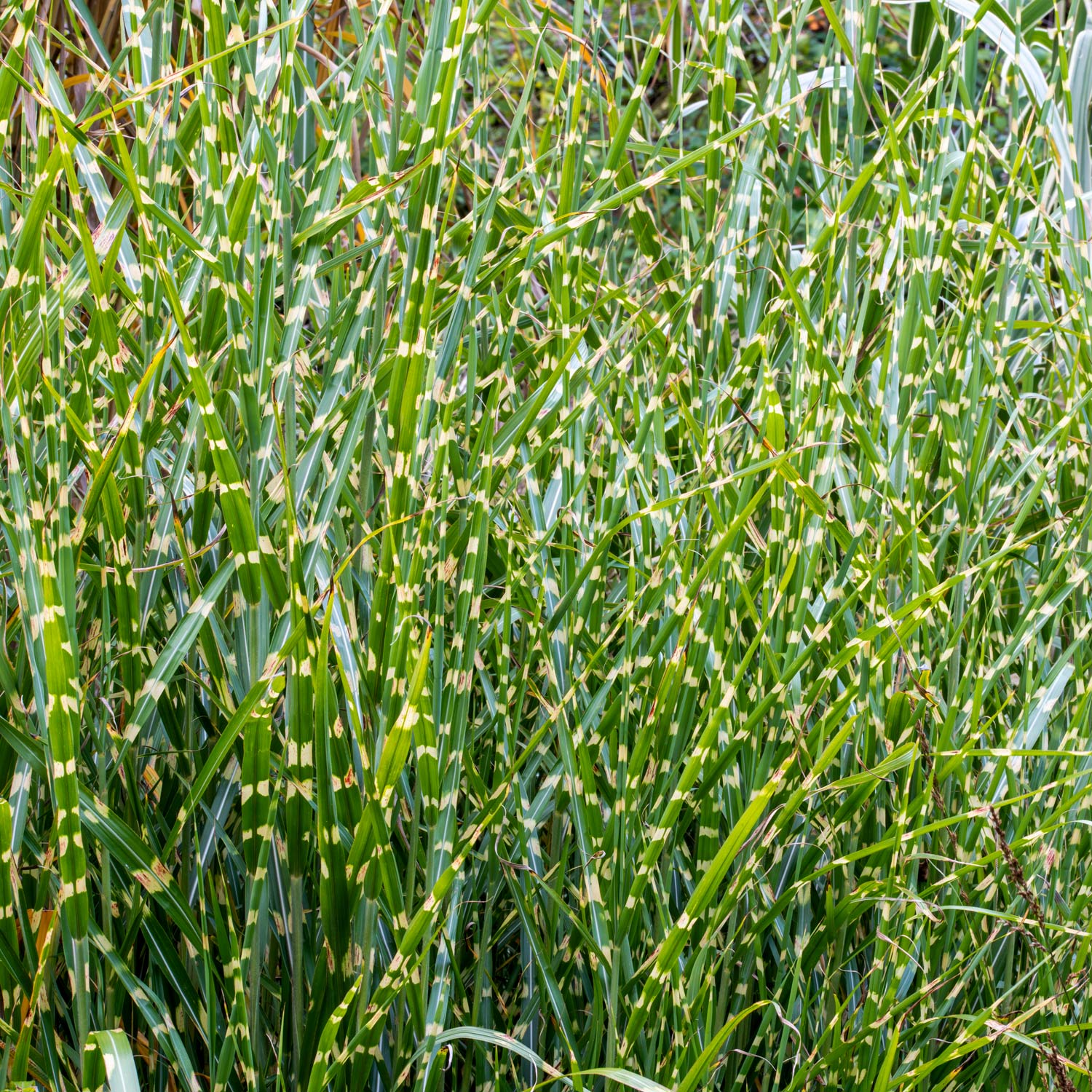 Miscanthus sinensis 'Little Zebra'