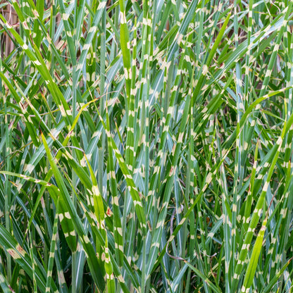 Miscanthus sinensis 'Little Zebra'