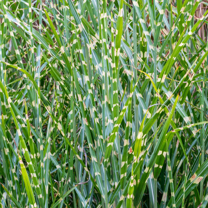 Miscanthus sinensis 'Zebrinus'