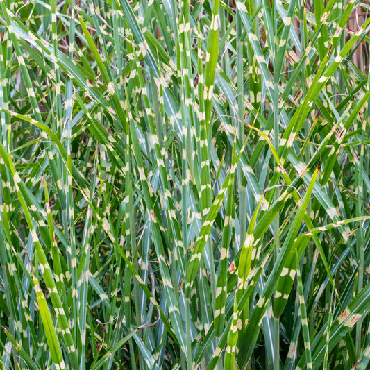 Miscanthus sinensis 'Zebrinus'