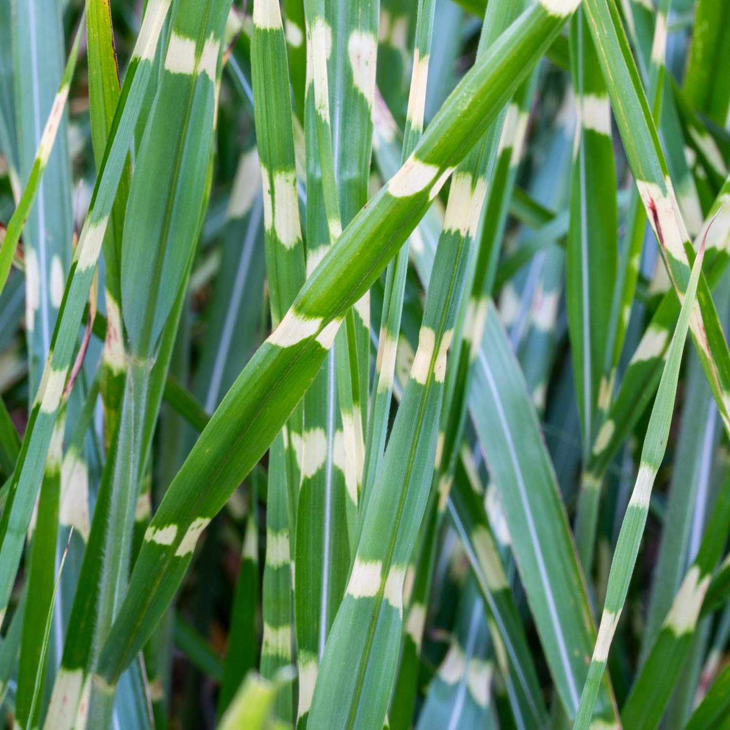 Miscanthus sinensis 'Zebrinus'