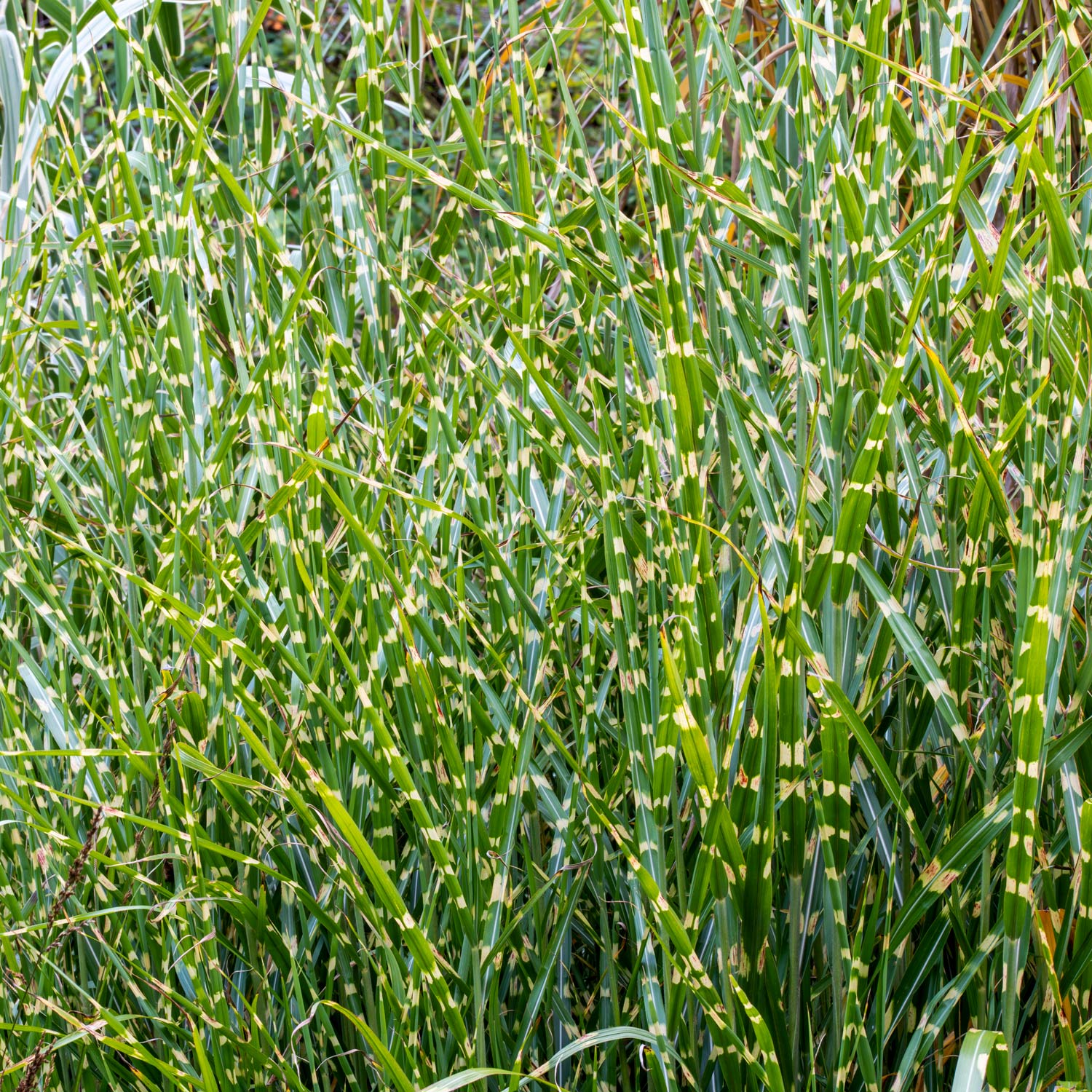 Miscanthus sinensis 'Zebrinus'