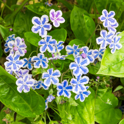 Omphalodes cappadocica 'Starry Eyes'