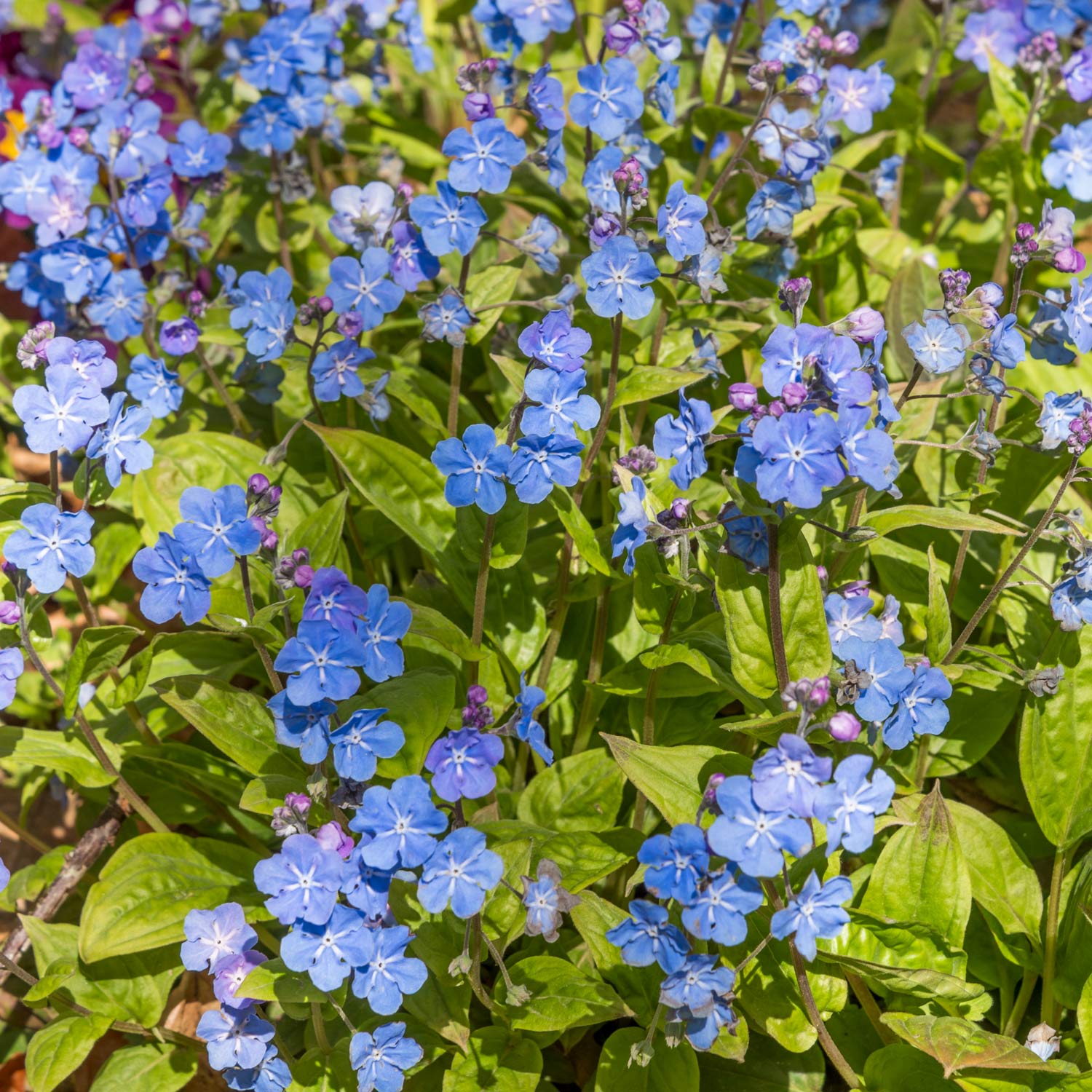 Omphalodes cappadocica 'Starry Eyes'