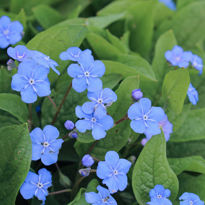 Omphalodes verna