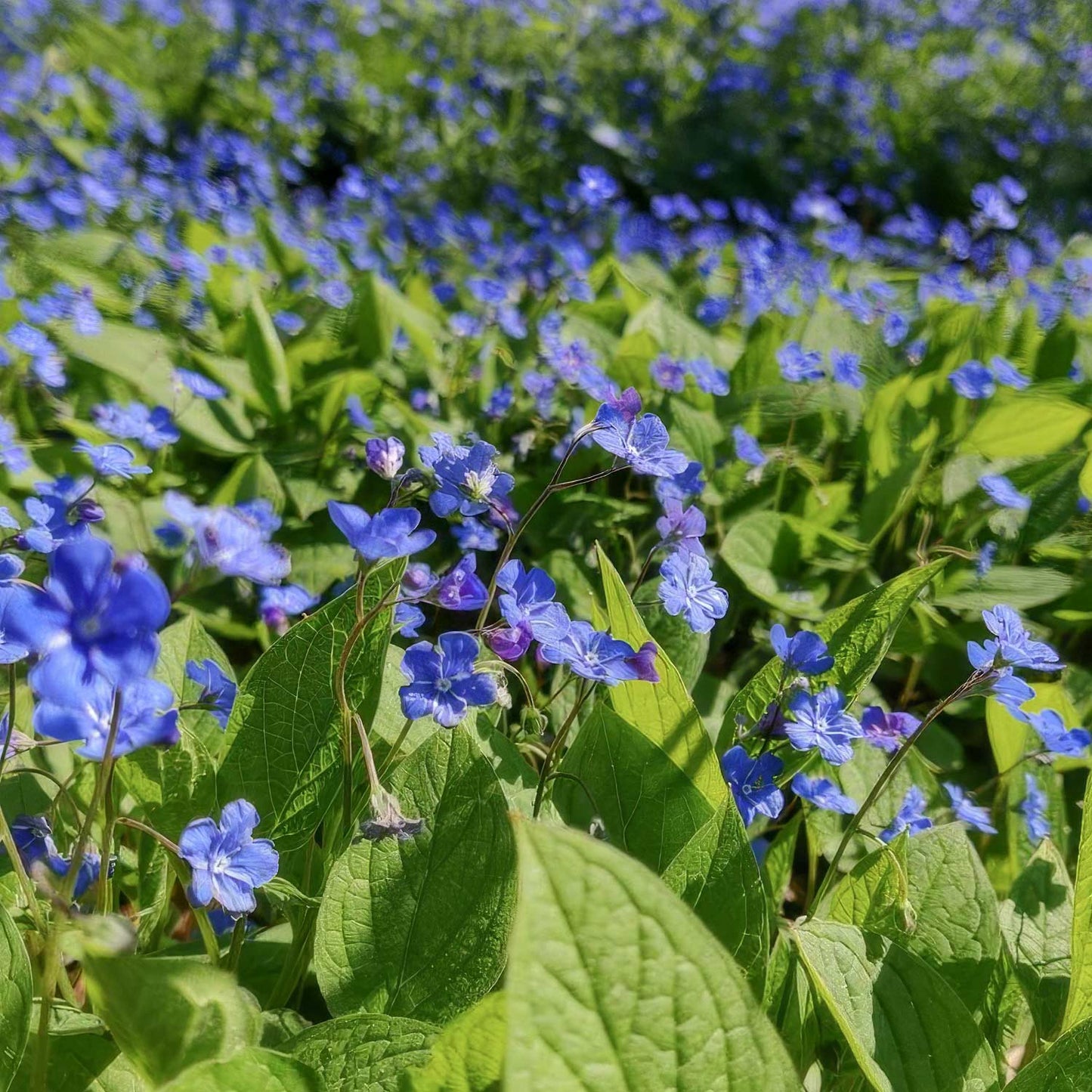 Omphalodes verna