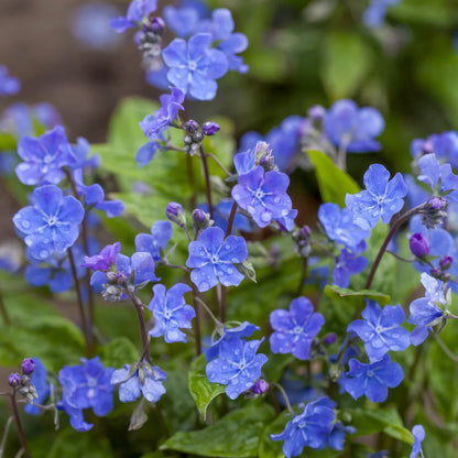Omphalodes verna