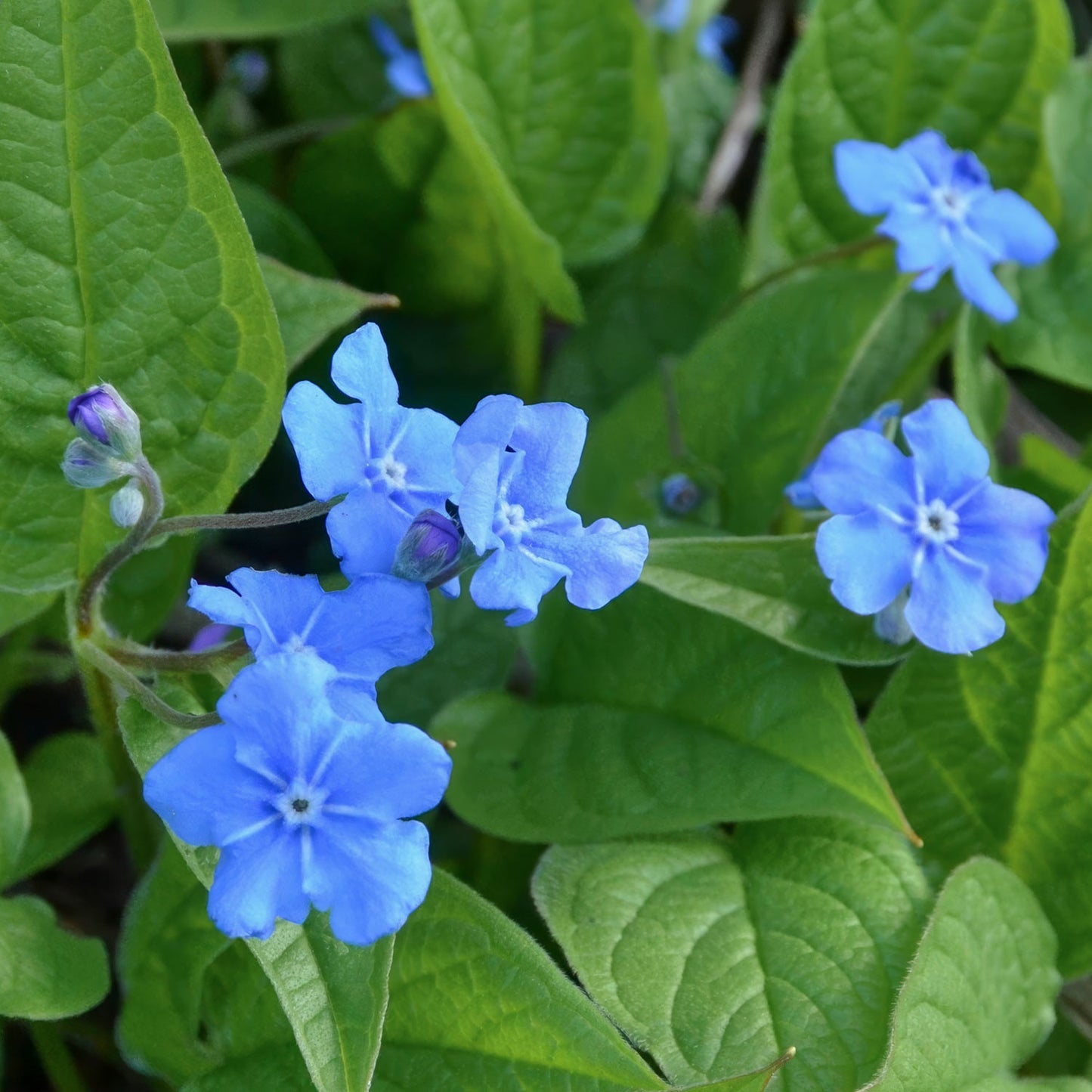 Omphalodes verna