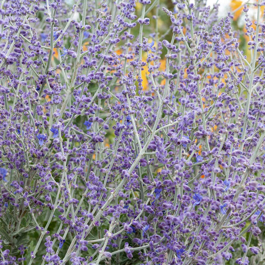 Perovskia 'Blue Spire'