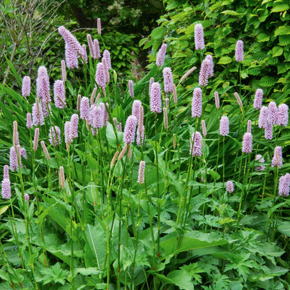 Persicaria bistorta 'Superba'. Pink flowers with green leaves in a natural setting