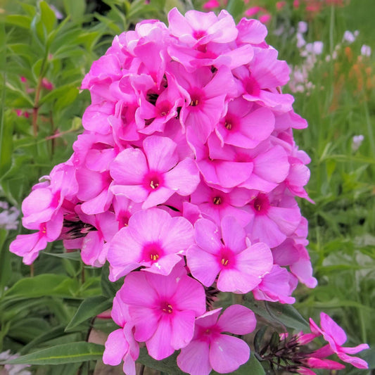 Phlox paniculata 'Eva Cullum'