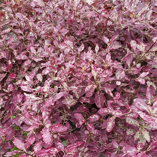 Pittosporum 'Bannow Bay'