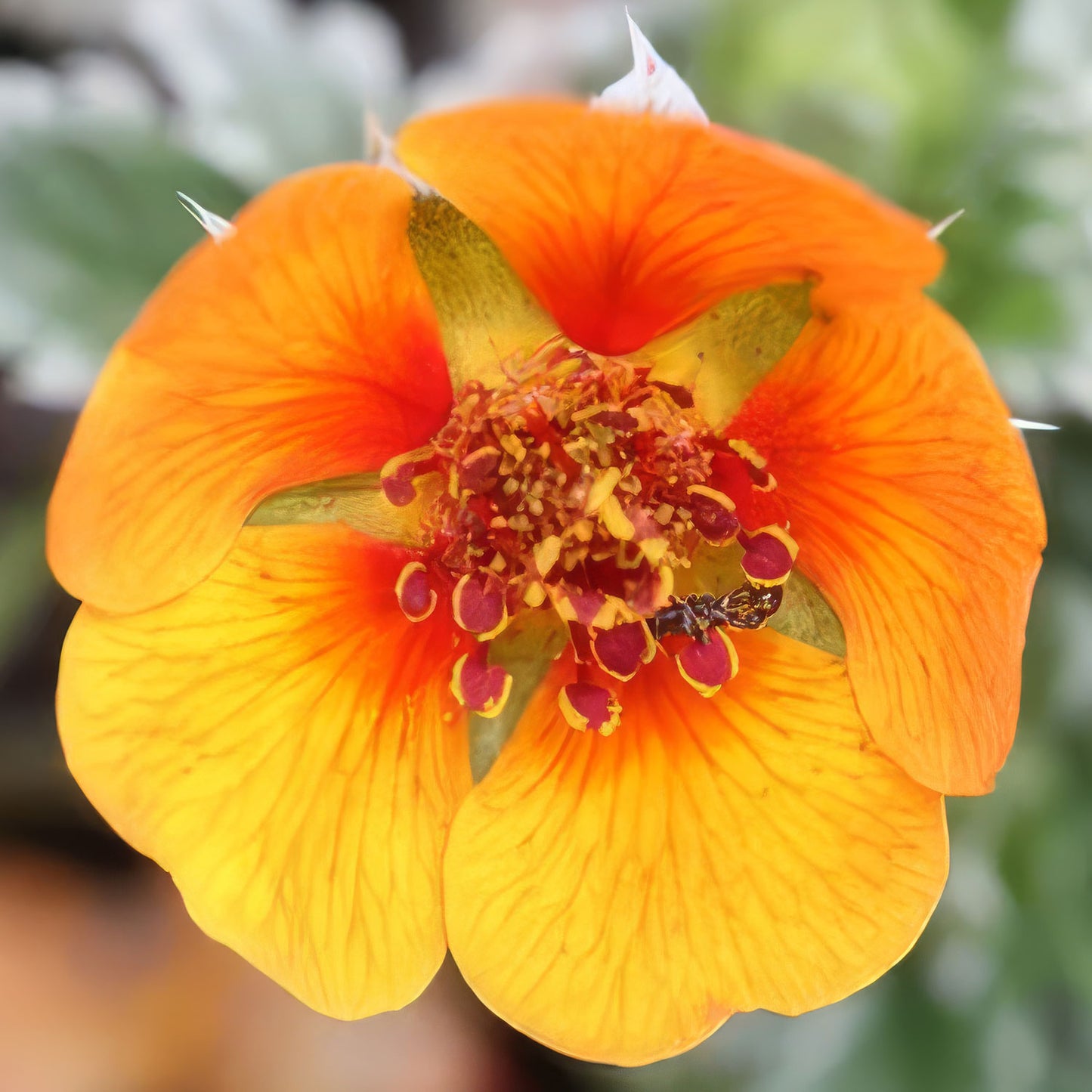 Potentilla atrosanguinea var. argyrophylla 'Orange Starlit'