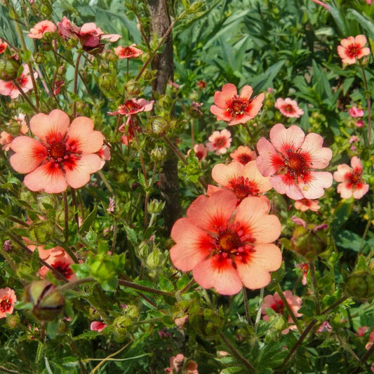 Potentilla nepalensis 'Roxana'