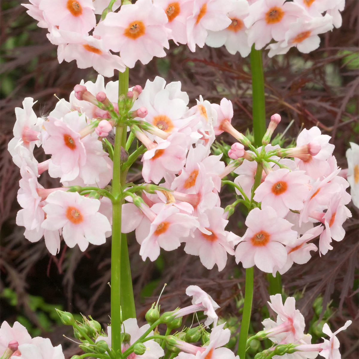 Primulae Primula japonica ‘Apple Blossom’ – Barnsdale Gardens