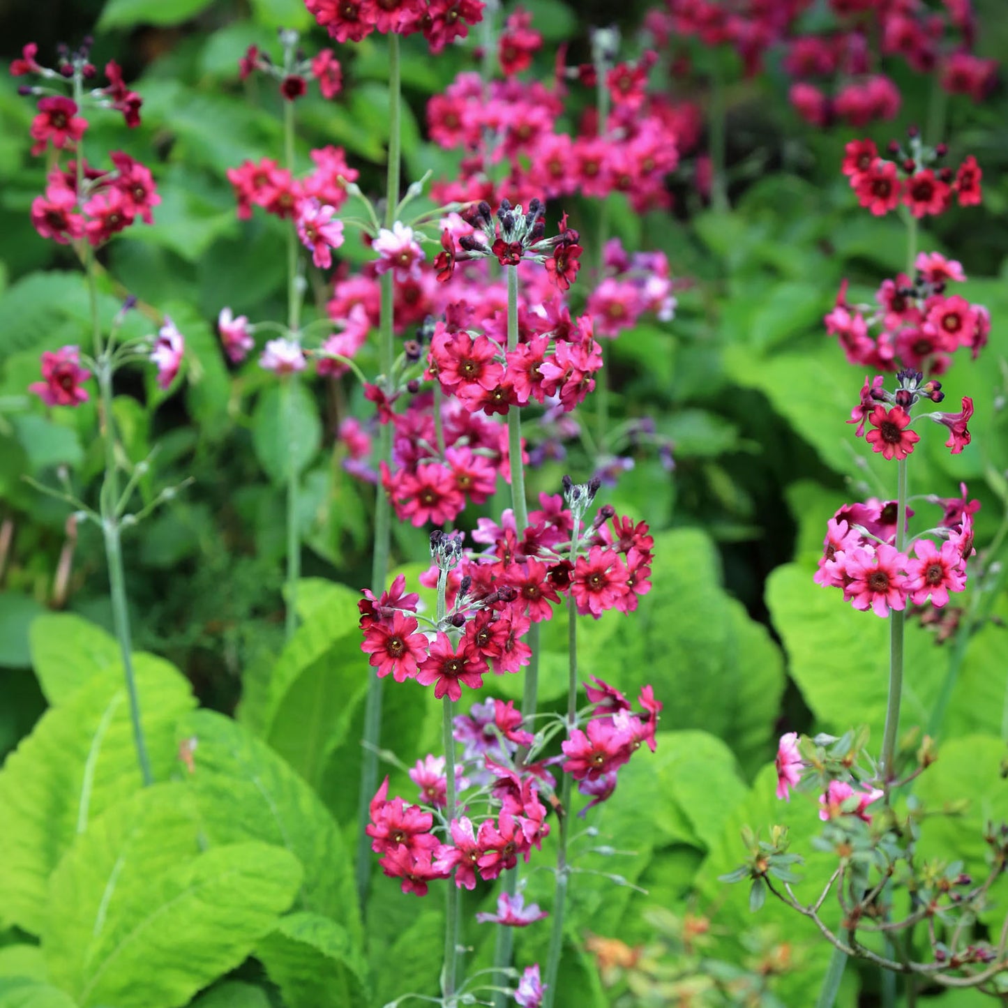 Primula pulverulenta