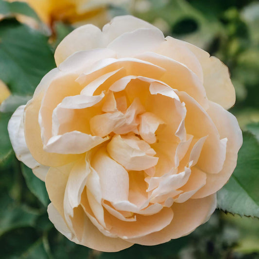 Rosa 'Dannahue'