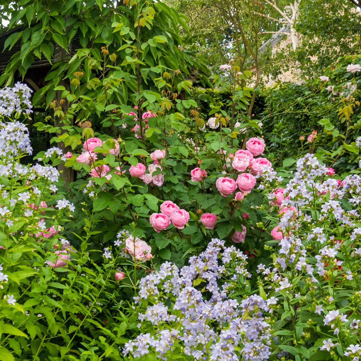 Rosa 'Geoff Hamilton' in the Rose Garden at Barnsdale Gardens