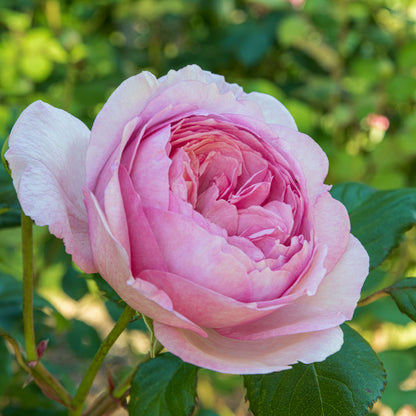 Rosa 'Geoff Hamilton' in the Rose Garden at Barnsdale Gardens