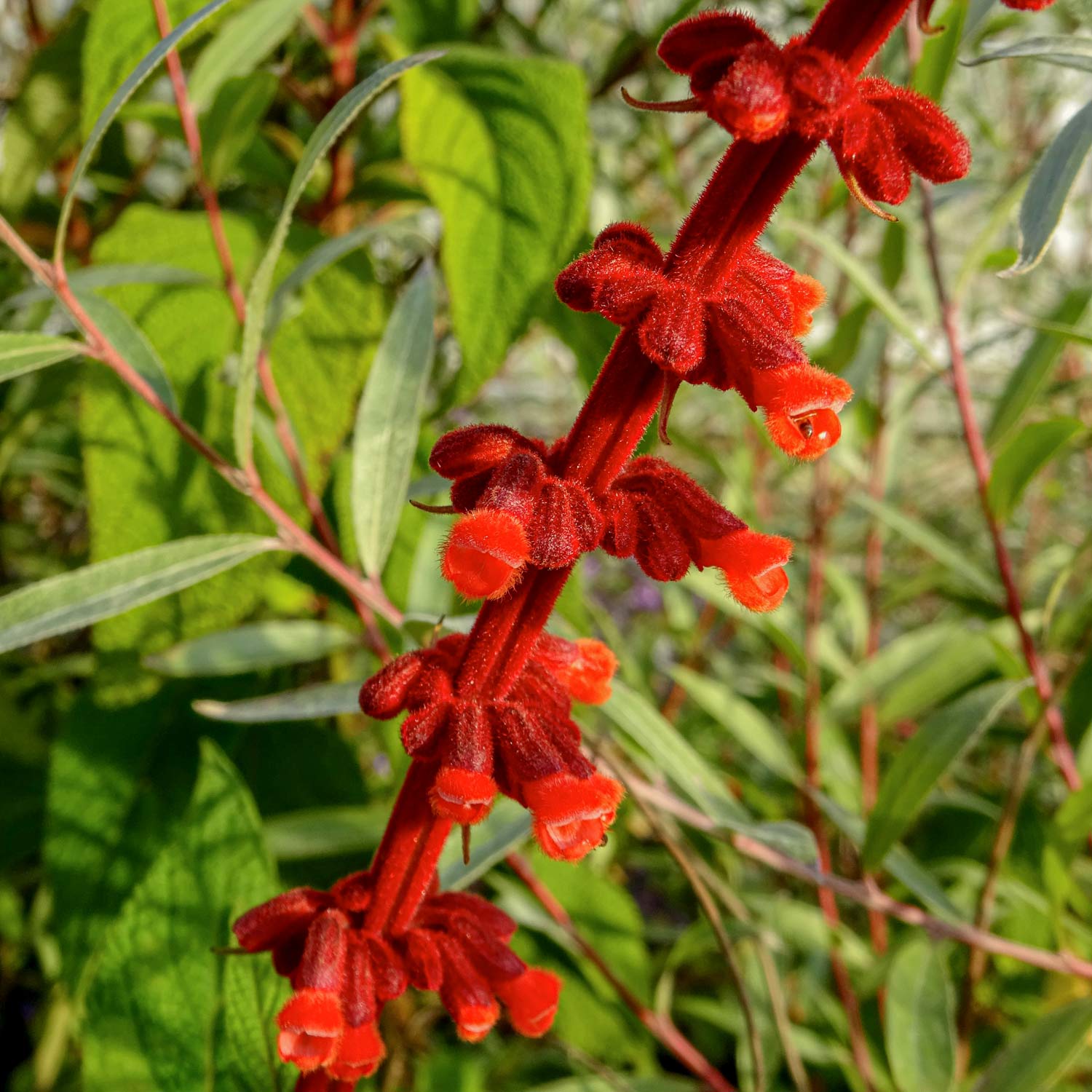 Salvia confertiflora