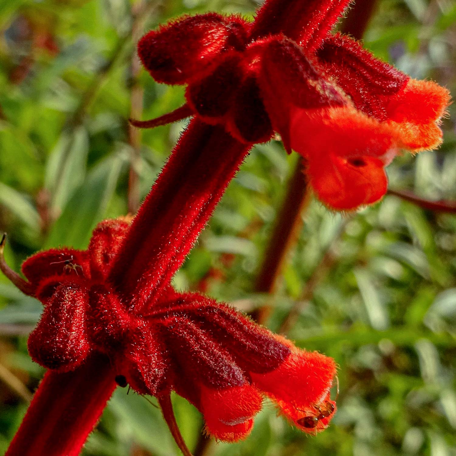 Salvia confertiflora