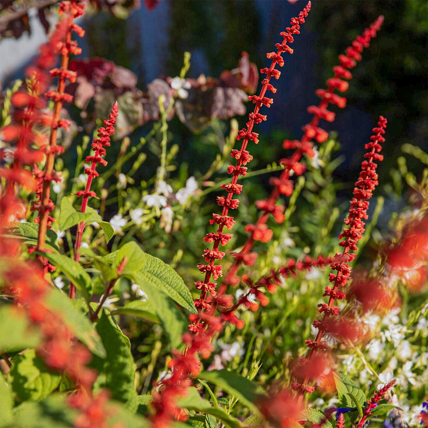 Salvia confertiflora