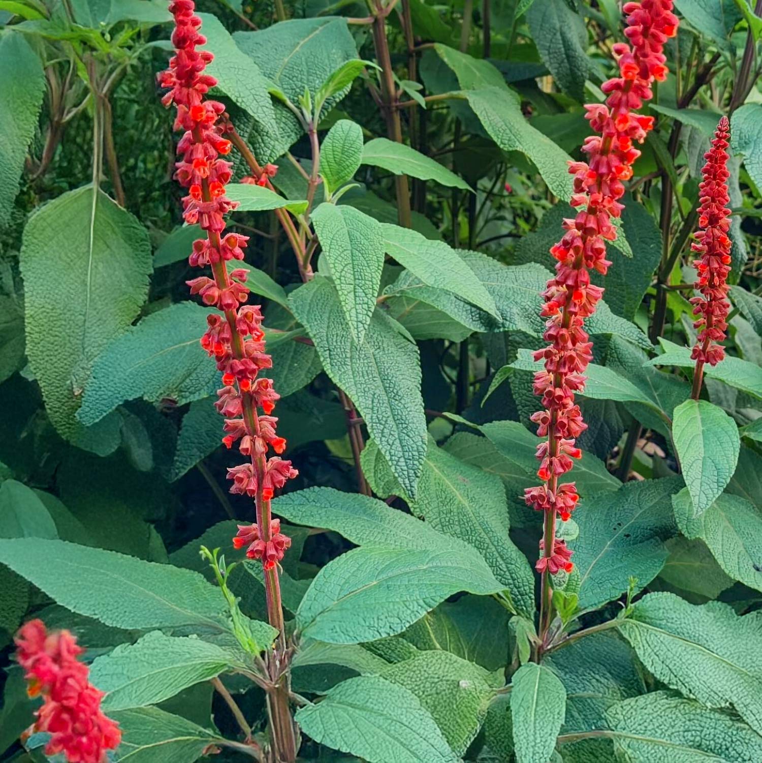 Salvia confertiflora