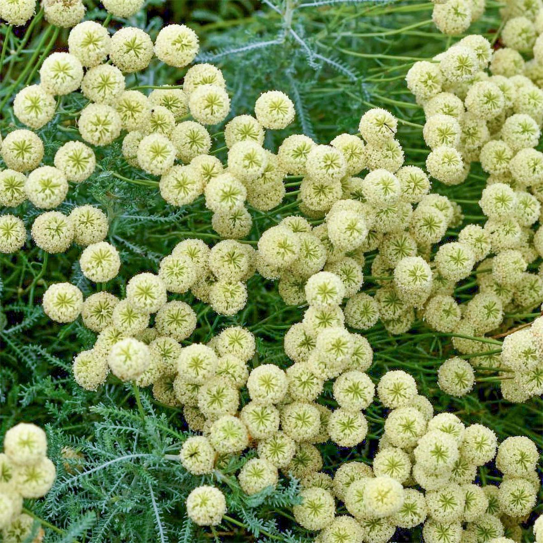 Santolina pinnata subsp. neapolitana 'Edward Bowles' – Barnsdale Gardens