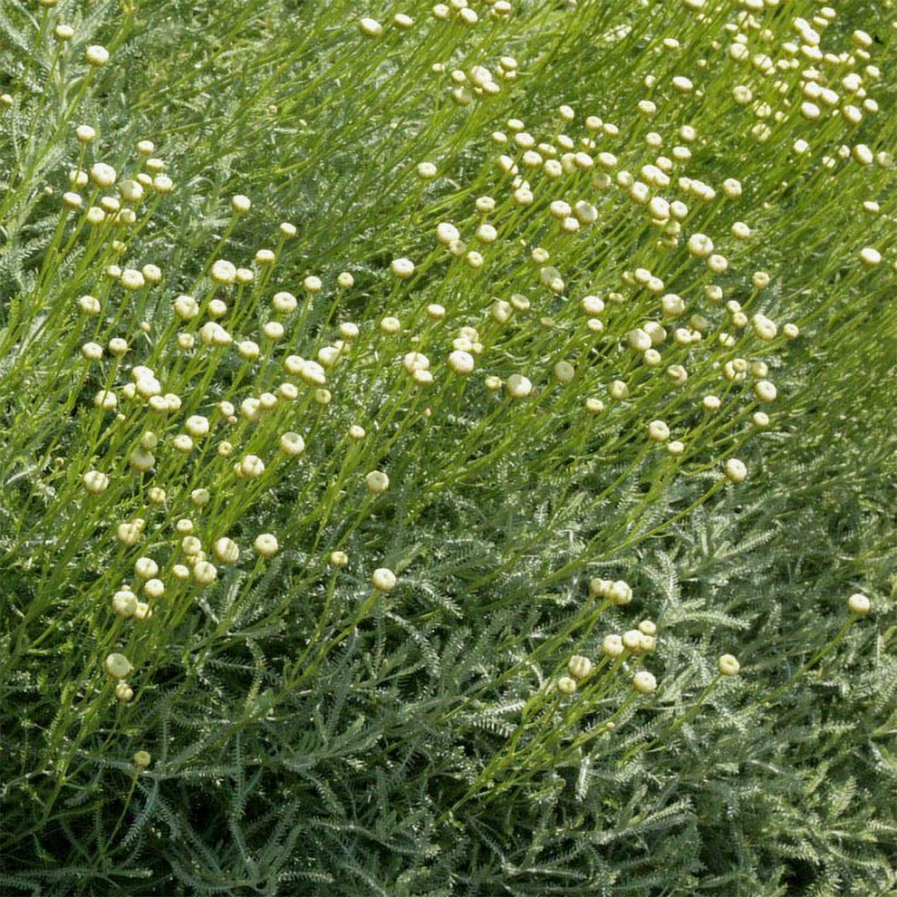 Santolina pinnata subsp. neapolitana 'Edward Bowles' – Barnsdale Gardens