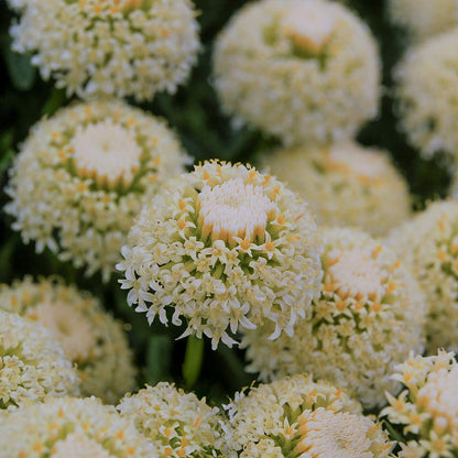 Santolina pinnata subsp. neapolitana 'Edward Bowles'