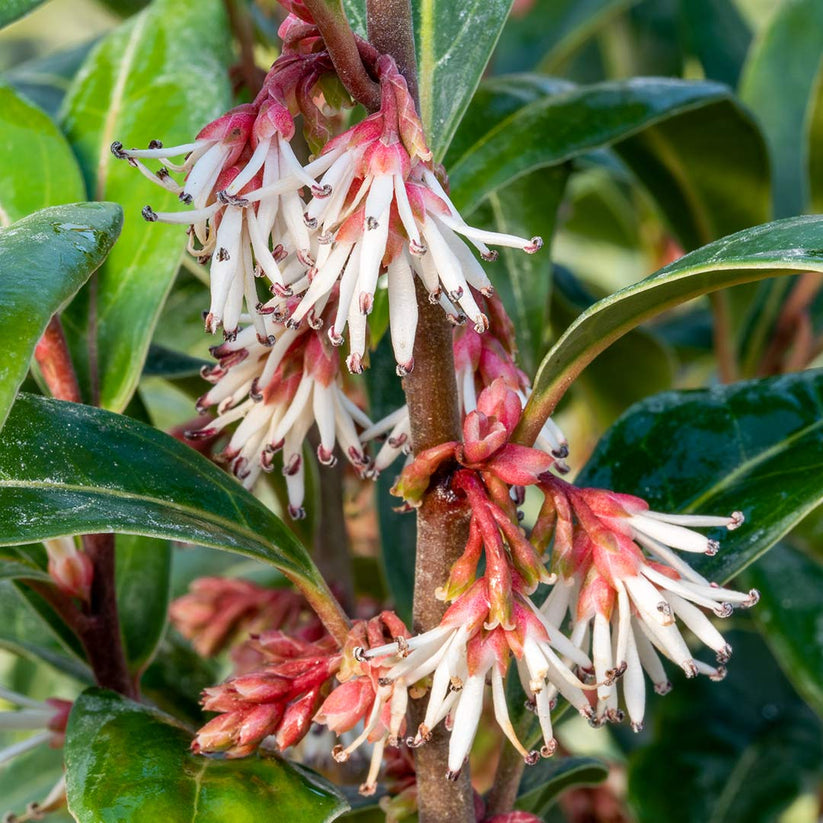 Sarcococca hookeriana 'Winter Gem' – Barnsdale Gardens