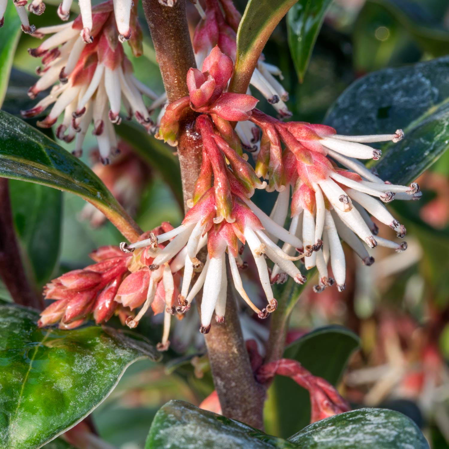 Sarcococca hookeriana 'Winter Gem'