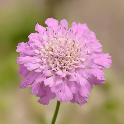 Scabiosa incisa 'Kudo Pink'. Close-up of a pink flower with a blurred green background