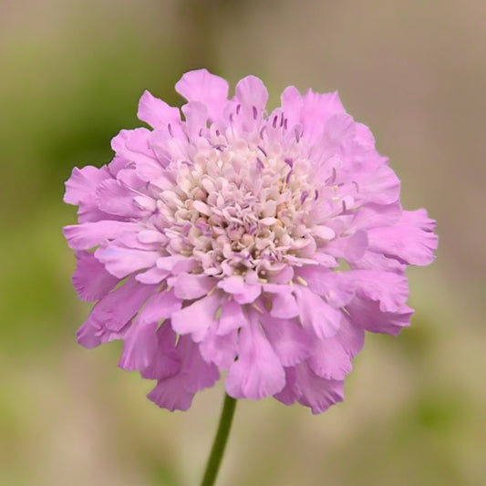 Scabiosa incisa 'Kudo Pink'. Close-up of a pink flower with a blurred green background