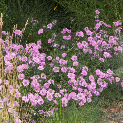 Scabiosa incisa 'Kudo Pink'. Pink flowers with green foliage in a natural setting