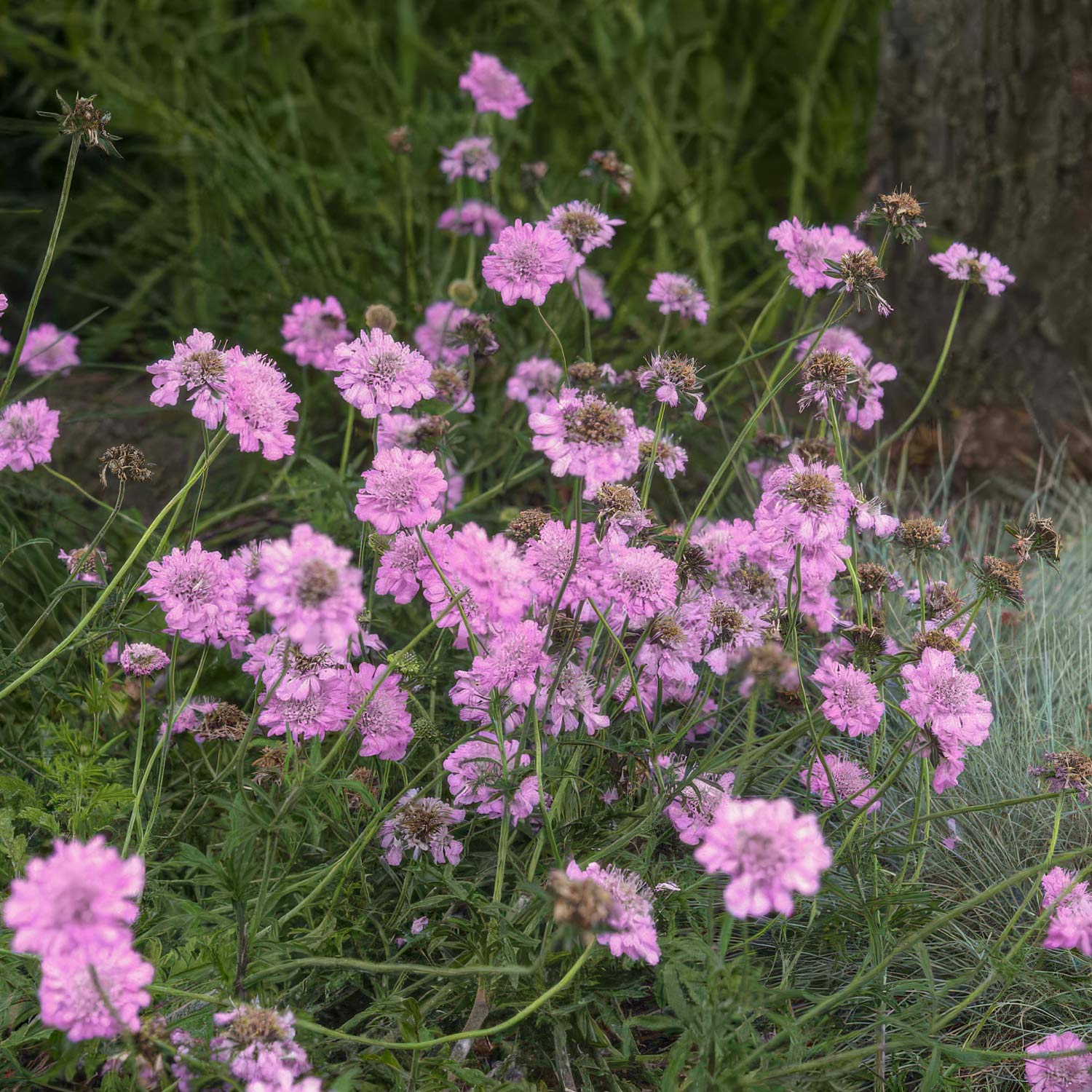 Scabiosa incisa 'Kudo Pink'. Pink flowers in a garden setting with greenery and a tree trunk.