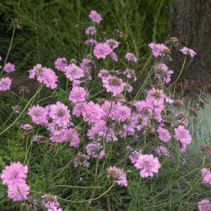 Scabiosa incisa 'Kudo Pink'. Pink flowers in a garden setting with greenery and a tree trunk.