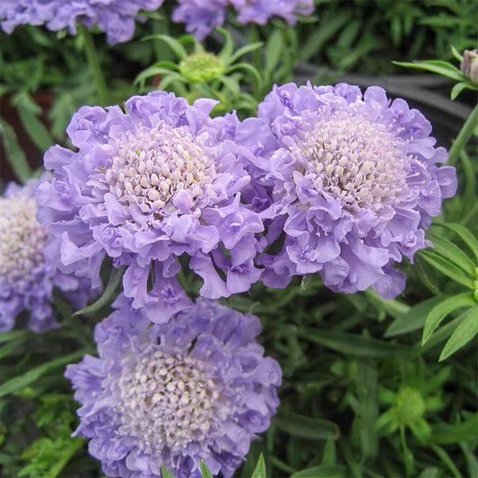 Scabiosa columbaria 'Misty Butterflies'