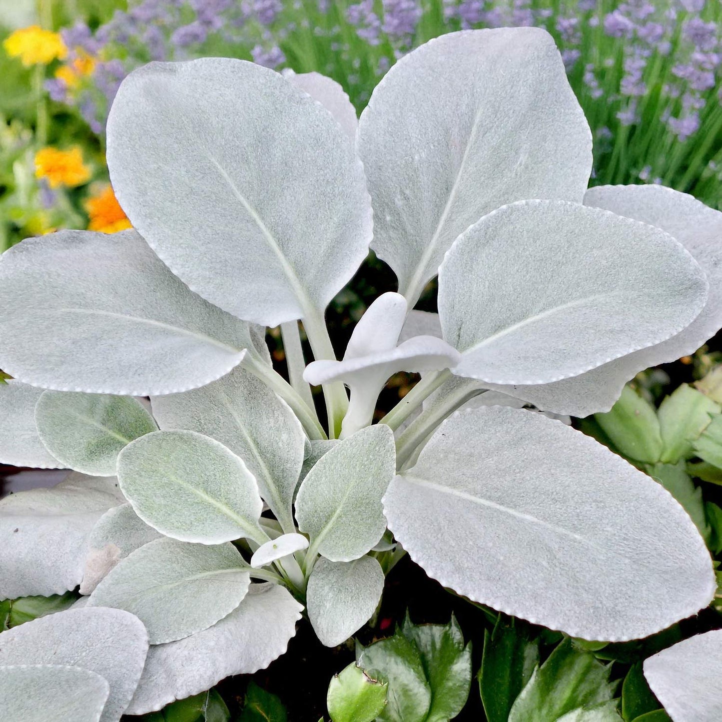 Senecio candidans 'Angel Wings'