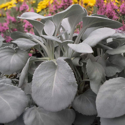 Senecio candidans 'Angel Wings'