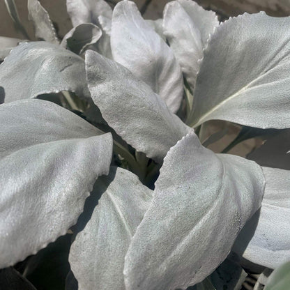 Senecio candidans 'Angel Wings'