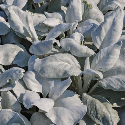 Senecio candidans 'Angel Wings'